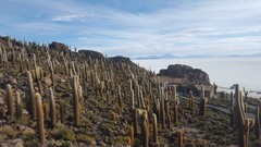 Trichocereus atacamensis