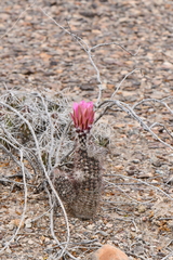 Echinocereus chisosensis