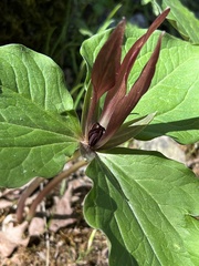 Trillium angustipetalum
