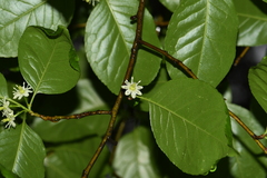 Ilex macrocarpa