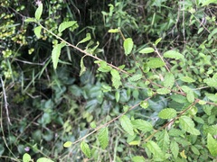 Acalypha eremorum