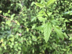 Acalypha eremorum