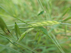 Hordeum spontaneum