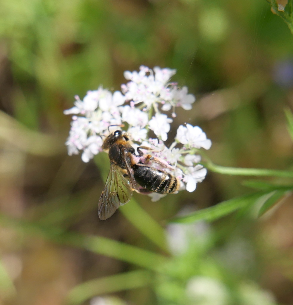 Aenandrena