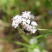 Aenandrena - Photo (c) שמואל, some rights reserved (CC BY-NC), uploaded by שמואל