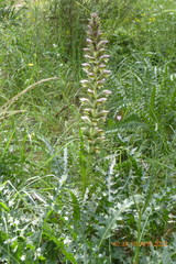 Acanthus syriacus
