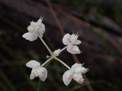 Xanthosia atkinsoniana
