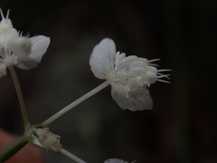 Xanthosia atkinsoniana