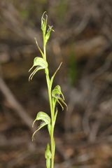 Pterostylis daintreana