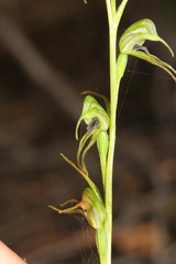 Pterostylis daintreana