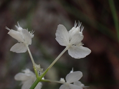 Xanthosia atkinsoniana