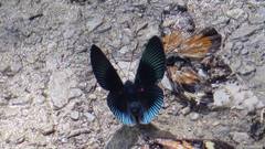 Lyropteryx apollonia