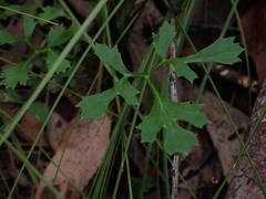 Xanthosia atkinsoniana