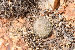 Escobaria tuberculosa varicolor