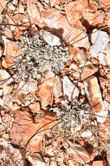 Eriogonum tenellum