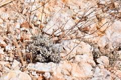 Eriogonum tenellum