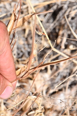 Mandevilla macrosiphon