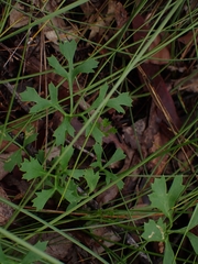 Xanthosia atkinsoniana