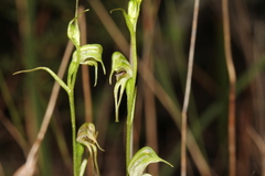 Pterostylis daintreana