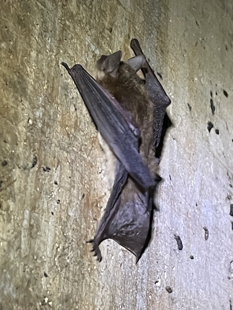 Murin du Yuma (Myotis yumanensis)