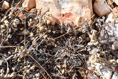 Echinocereus davisii