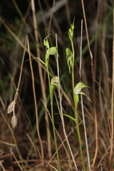 Pterostylis daintreana