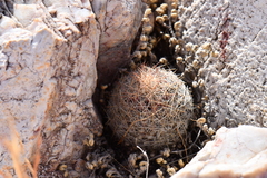 Escobaria tuberculosa varicolor