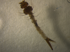 Culex pervigilans