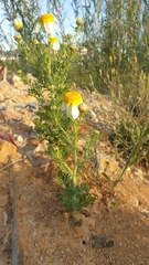 Glebionis coronaria discolor