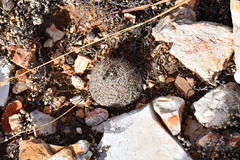 Escobaria tuberculosa varicolor