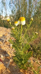 Glebionis coronaria discolor