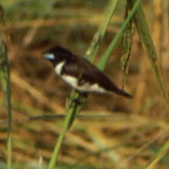 Spermestes fringilloides