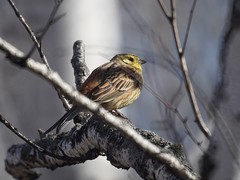 Emberiza citrinella