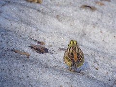 Emberiza citrinella