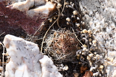 Escobaria hesteri hesteri