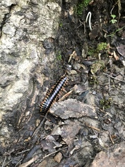 Apheloriini