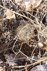 Escobaria tuberculosa varicolor