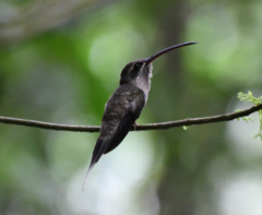 Phaethornis malaris