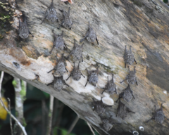 Rhynchonycteris naso