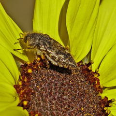 Acmaeodera acuta