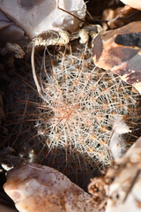Escobaria tuberculosa varicolor