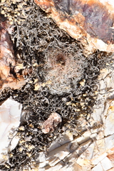 Escobaria tuberculosa varicolor