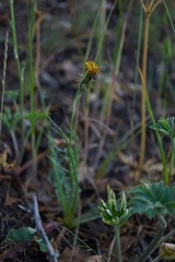 Microseris sylvatica