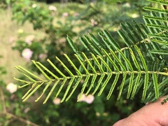 Acacia loroloba