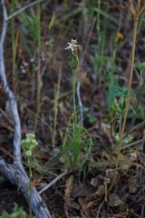 Microseris sylvatica