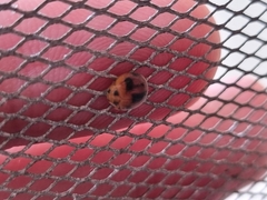 Coccinellidae