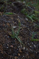 Microseris sylvatica