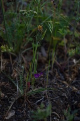 Microseris sylvatica