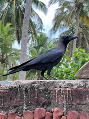 Corvus splendens