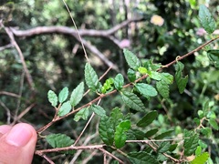Acalypha eremorum
